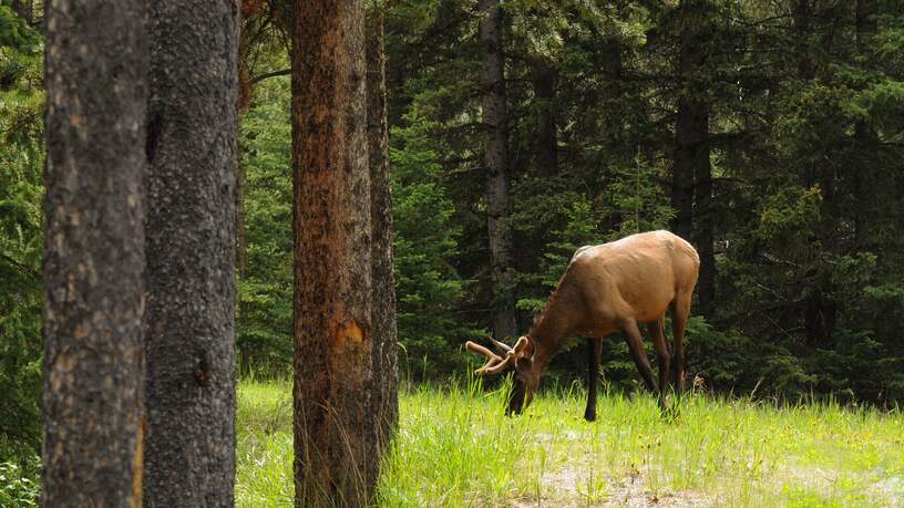 Jasper National Park