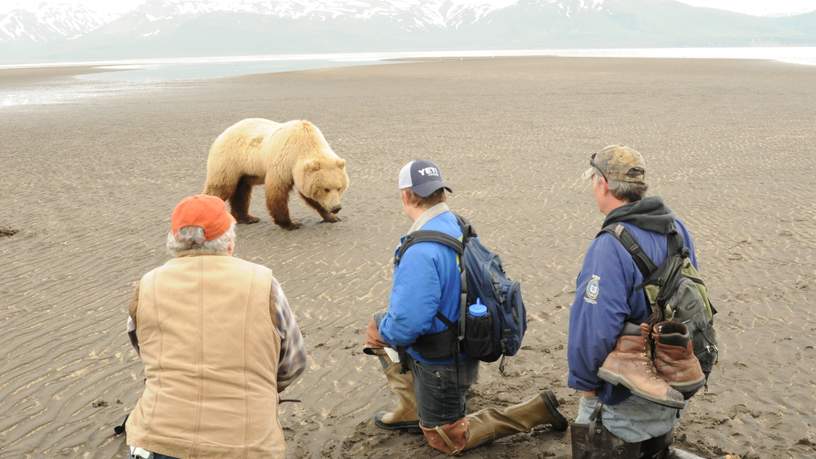 Grizzly's in Katmai, Alaska