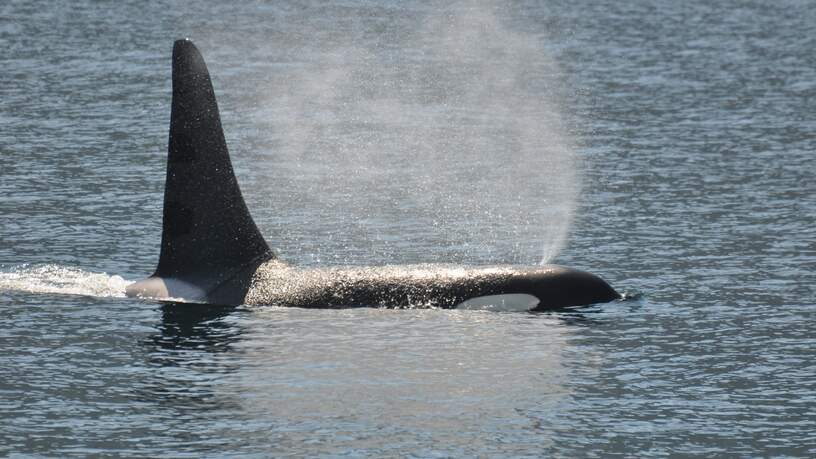 De imposante 'killer whale' met de kleuren wit en zwart.