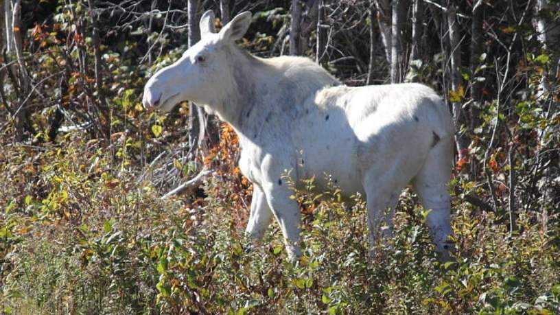 Witte eland, bij Timmins