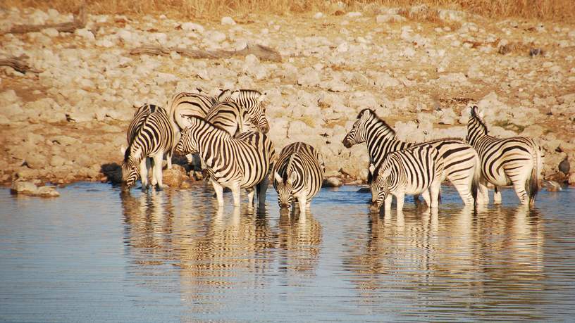 Okaukuejo Camp - Etosha National Park, Namibië