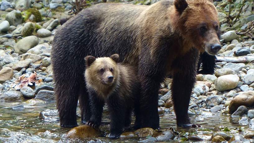 Grizzlybeer moeder met jong in Fisch Creek