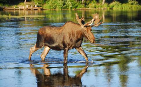 Moose in Kluane National Park