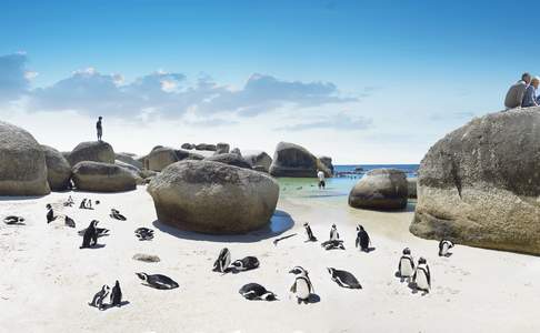 Boulders Beach ten zuiden van Kaapstad, Zuid-Afrika