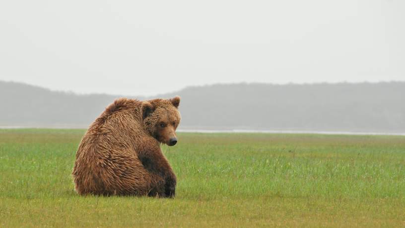 De grizzlybeer is de kers op de taart