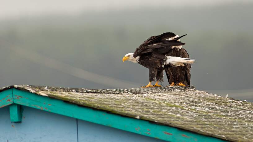 Twee kale adelaars (Haliaeetus leucocephalus washingtoniensis), Vancouver Island