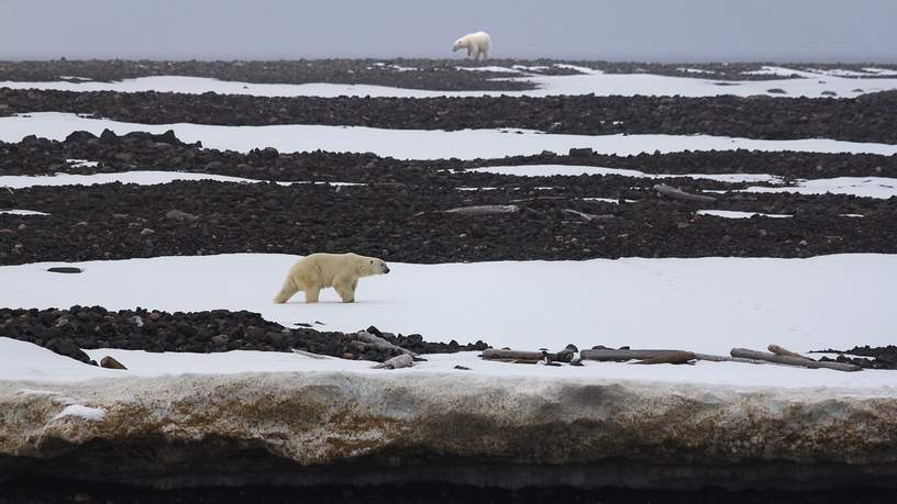 Er leven ongeveer 3000 ijsberen op en rondom Spitsbergen.