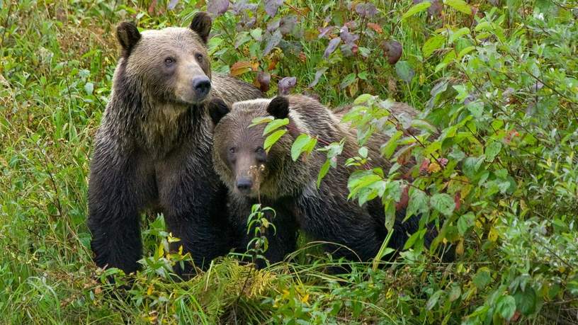 Grizzlyberen midden in de groene natuur