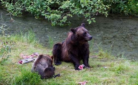 Grizzly beer en zijn jong met gevangen zalm in Hyder, Alaska
