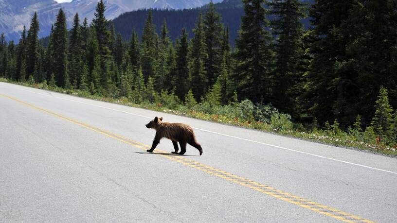 Grizzly beer welp die de weg oversteekt, Icefields Parkway, Banff to Jasper