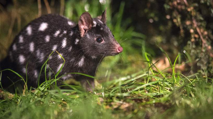 Spotted-tail Quoll in Tasmanian Devil Sanctuary