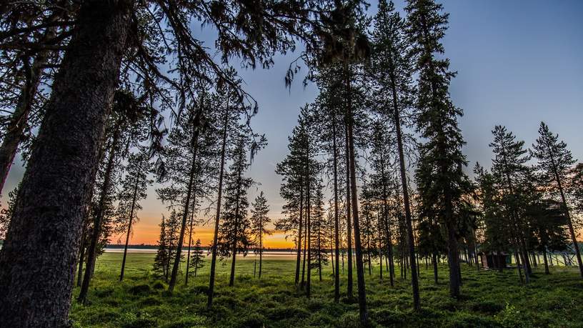 Typisch bos in Lapland