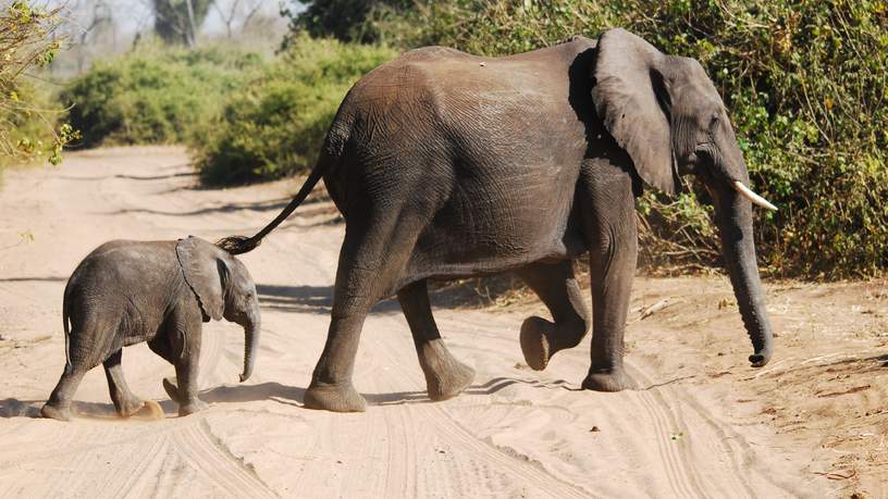 Chobe National Park