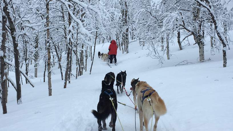 Huskysafari door de besneeuwde bossen