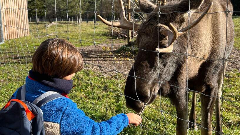 Een bezoek aan een elandenpark is een must tijdens je rondreis Zweden met kinderen