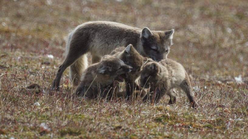 Een familie poolvossen op de toendra van Spitsbergen