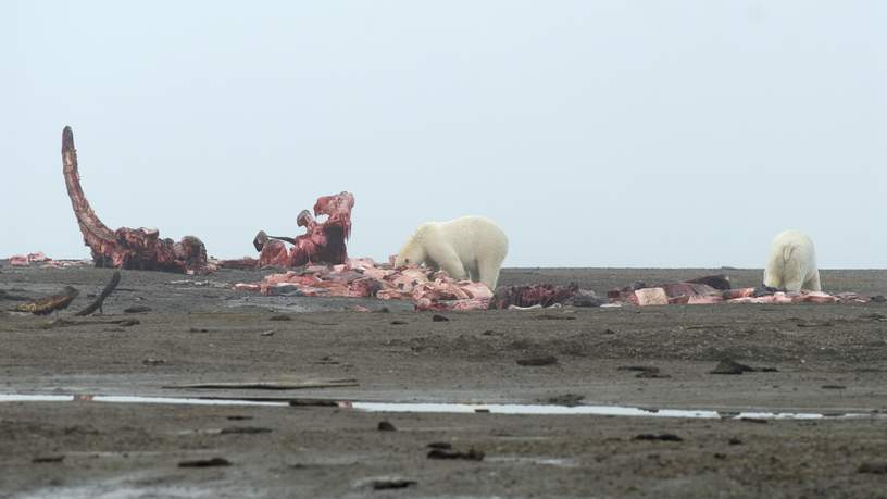 De zogenaamde ‘Bone Pile’, waar ijsberen op af komen. Barter Island, Alaska.