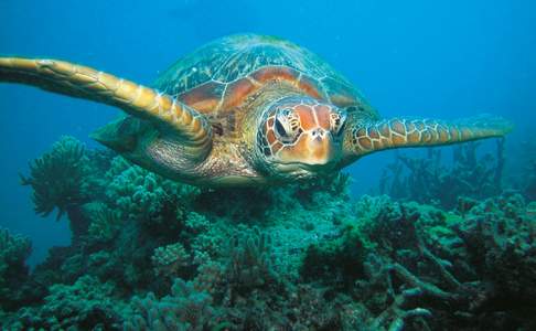 Great Barrier Reef