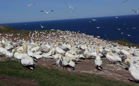 Jan-van-genten op Bonaventure Island