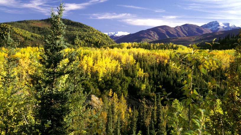 Denali National Park