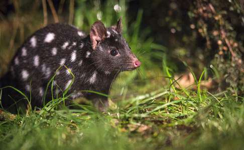 Spotted-tail Quoll in Tasmanian Devil Sanctuary