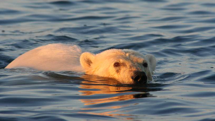 In Spitsbergen heb je een grote kans ijsberen te spotten