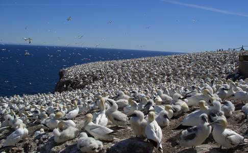 Jan-van-genten op Bonaventure Island