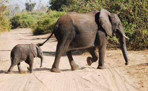 Chobe National Park