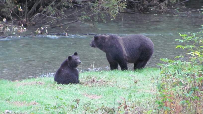 Fish Creek Hyder, Alaska