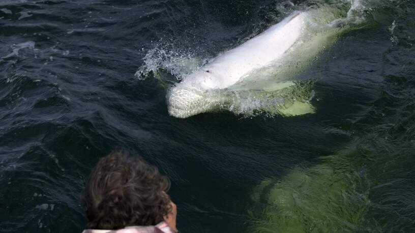 Beloega ofwel de witte walvis