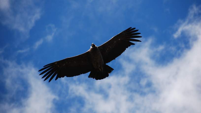 "Boven ons cirkelen drie condors"