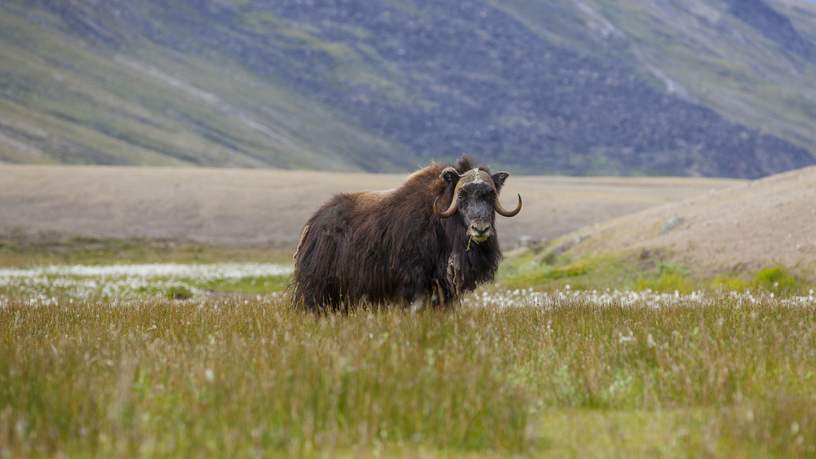 Muskusos bij Kangerlussuaq, West-Groenland