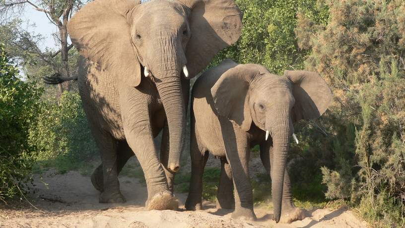 Desert Elephant, Damaraland, Namibië