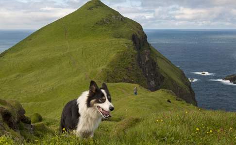 Bordercollie (schaapshond) op Mykines