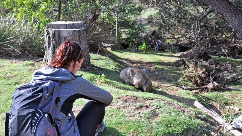 Genieten van een Wombat op Maria Island