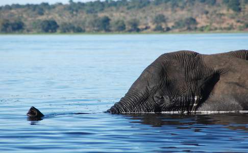 Chobe River bij Kasane