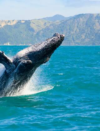 Bultrug walvis bij Kaikoura