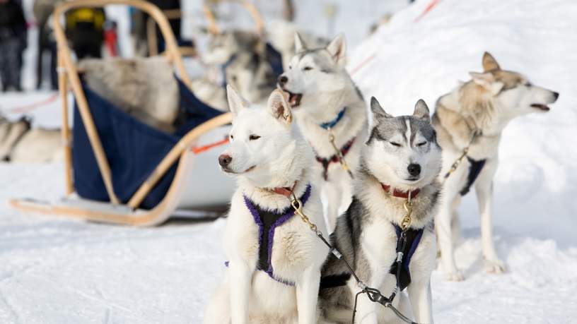 Voor de meeste mensen is dit toch echt dé activiteit is die ze willen doen als ze naar Lapland gaan.