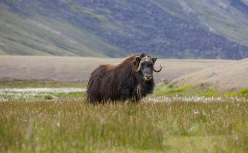 Muskusos bij Kangerlussuaq, West-Groenland