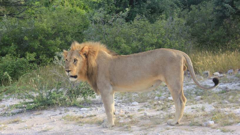 Een leeuw in Etosha National Park