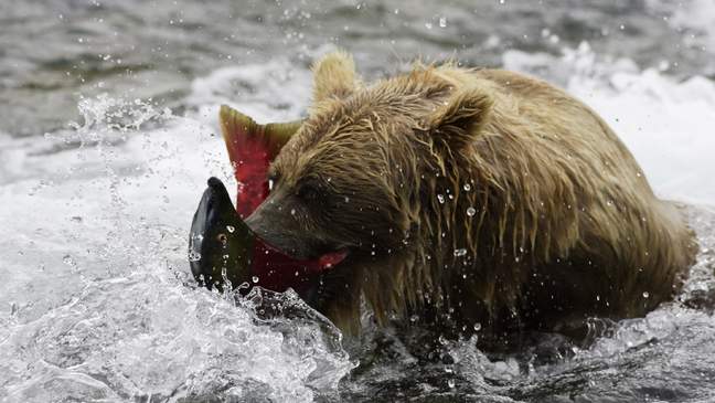 Katmai National Park, Alaska