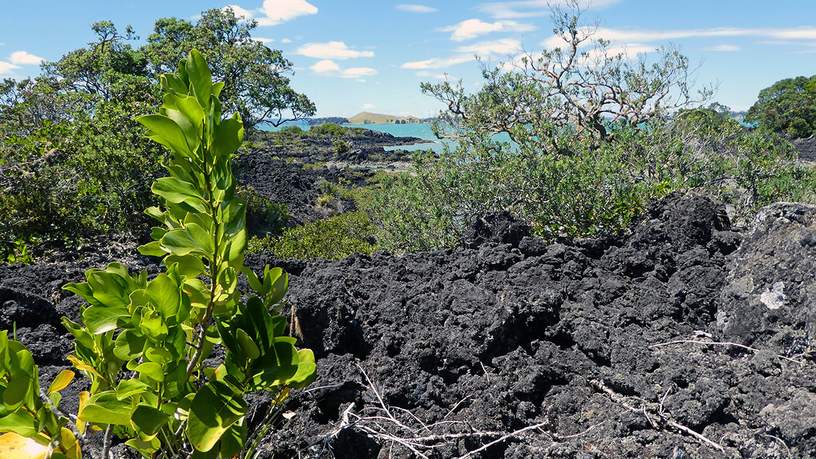 Rangitoto Island: de plek om een vulkaan te beklimmen zonder daar heel veel moeite voor te hoeven doen