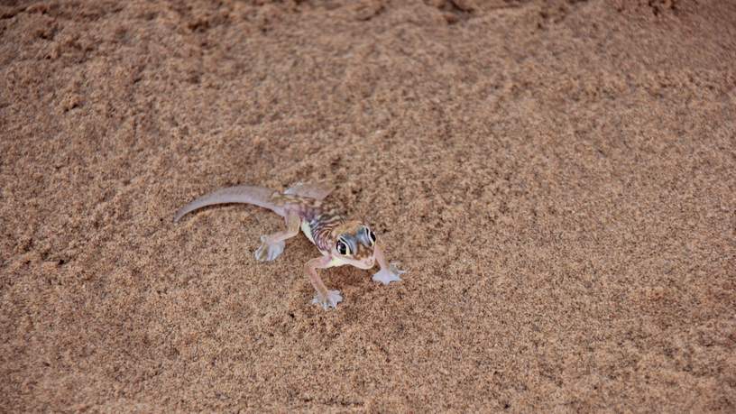 We zien een gekko in Swakopmund tijdens de Living Desert tour.