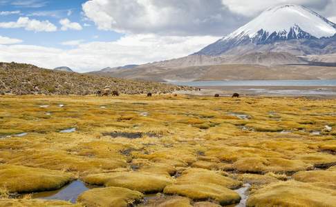 Lauca National Park, Chili