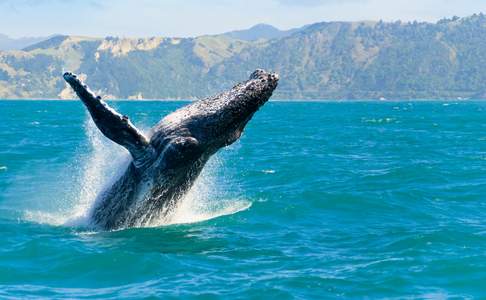 Bultrug walvis bij Kaikoura