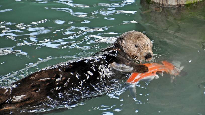 Zeeotter in de haven van Seward